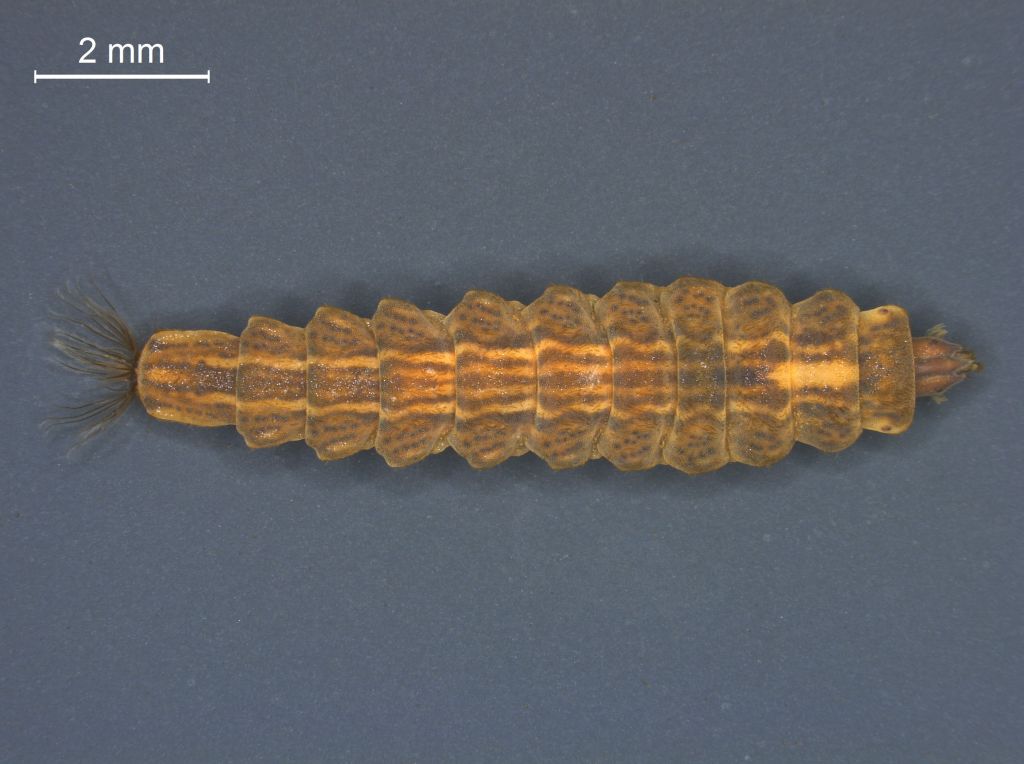 Oplodontha viridula